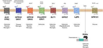 Specialized Pro-resolving Lipid Mediators and Glial Cells: Emerging Candidates for Brain Homeostasis and Repair